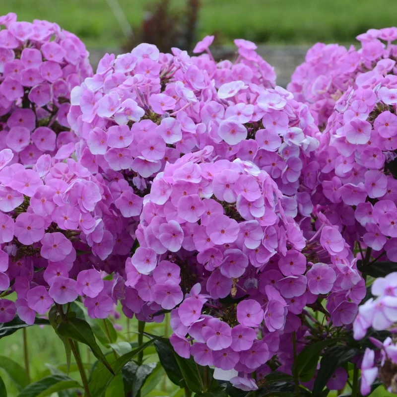 Phlox paniculata 'Fashionably Early Flamingo' – Phlox paniculé