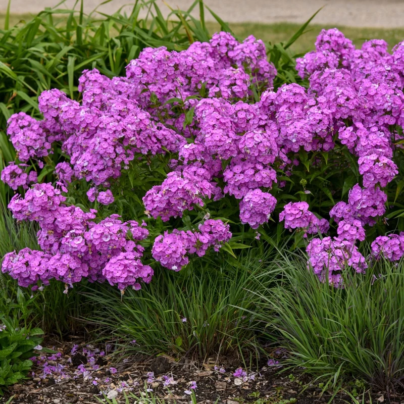 Phlox paniculata 'Fashionably Early Flamingo' – Phlox paniculé