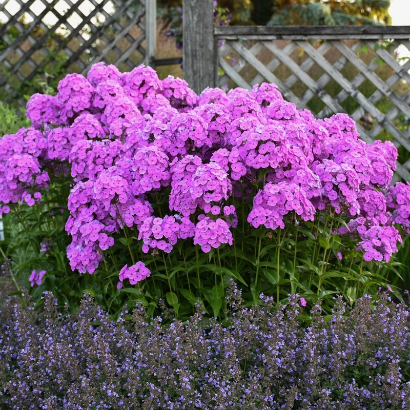 Phlox paniculata 'Fashionably Early Flamingo' – Phlox paniculé