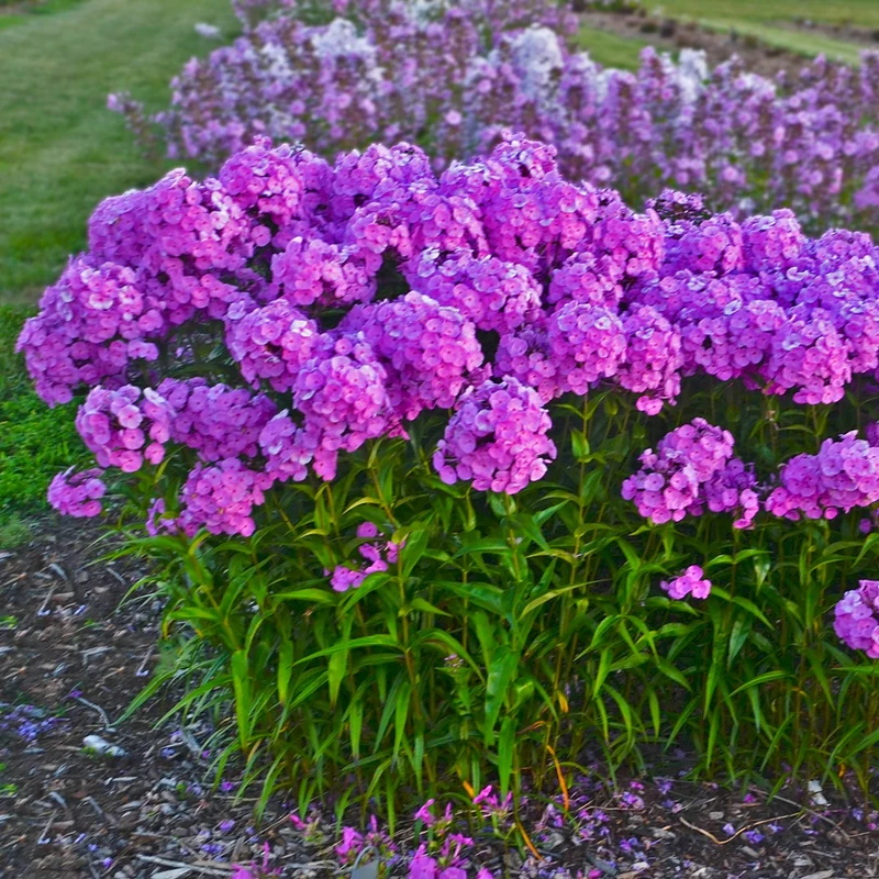 Phlox paniculata 'Fashionably Early Flamingo' – Phlox paniculé