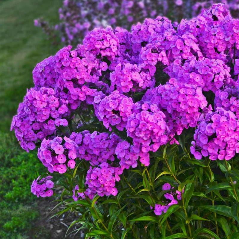 Phlox paniculata 'Fashionably Early Flamingo' – Phlox paniculé