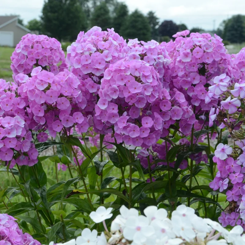 Phlox paniculata 'Fashionably Early Flamingo' – Phlox paniculé
