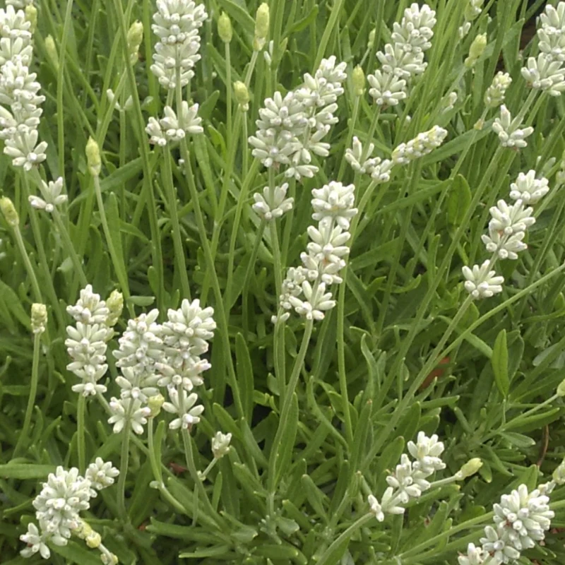 Lavandula angustifolia 'La Diva Spirit White' – Lavande anglaise