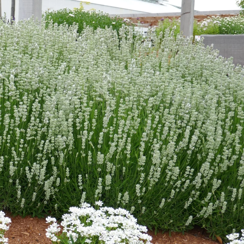 Lavandula angustifolia 'La Diva Spirit White' – Lavande anglaise