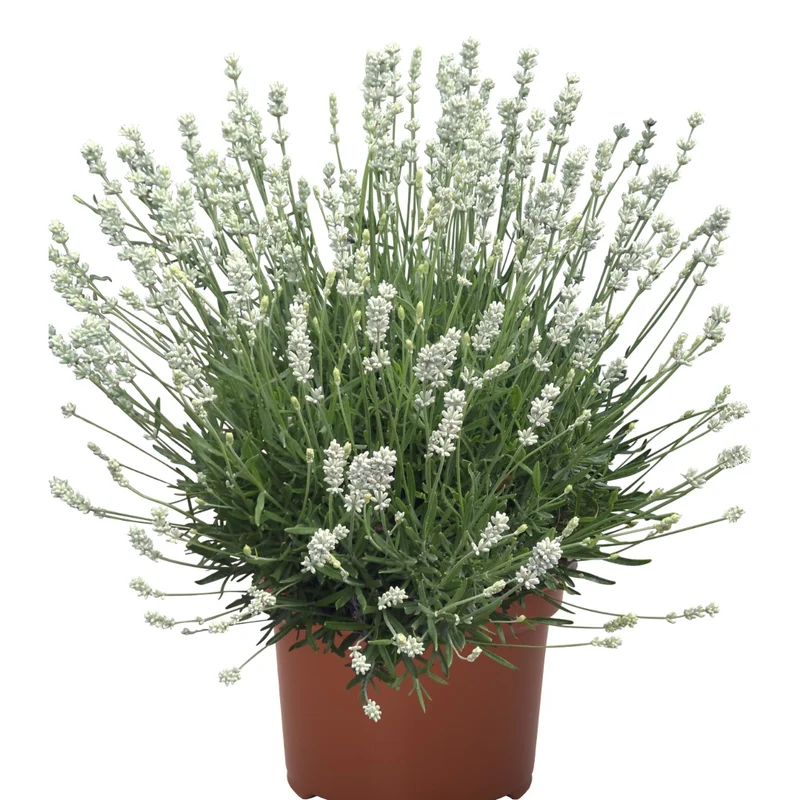 Lavandula angustifolia 'La Diva Spirit White' – Lavande anglaise