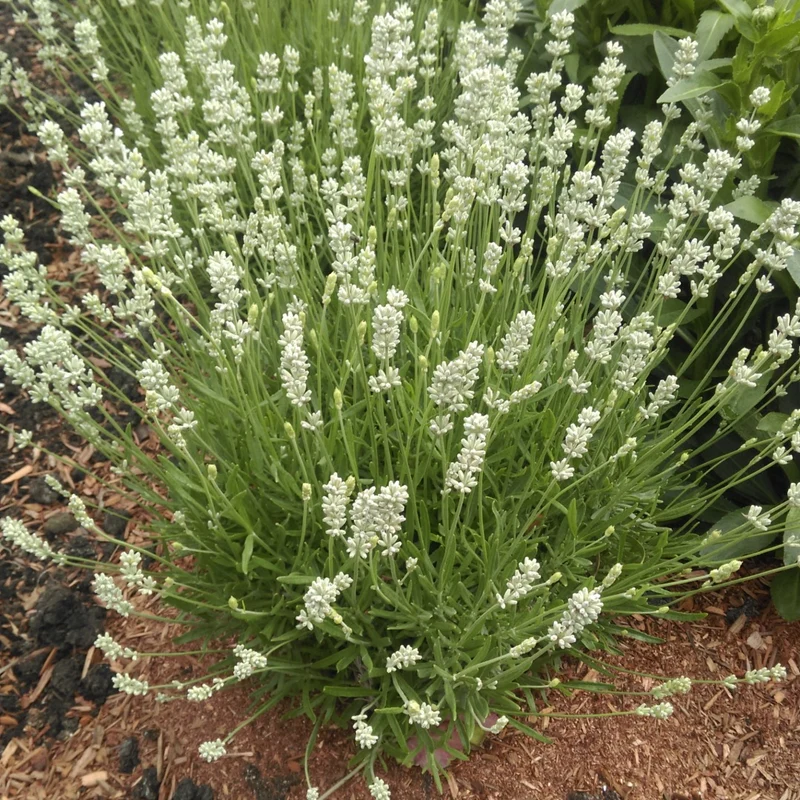Lavandula angustifolia 'La Diva Spirit White' – Lavande anglaise