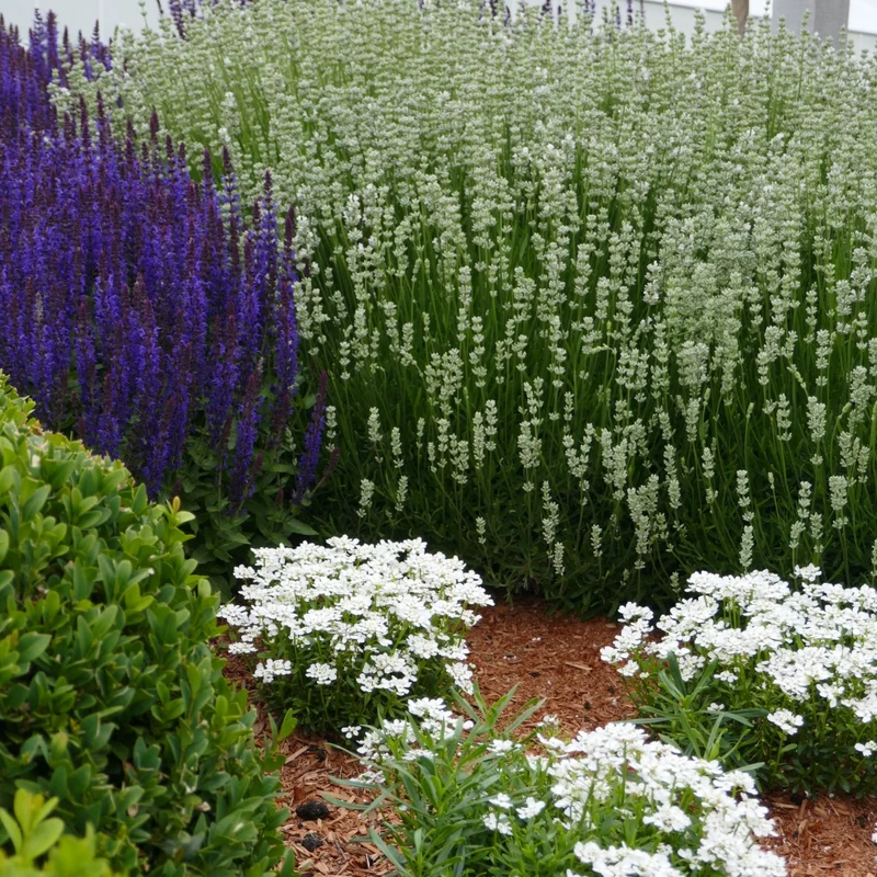 Lavandula angustifolia 'La Diva Spirit White' – Lavande anglaise