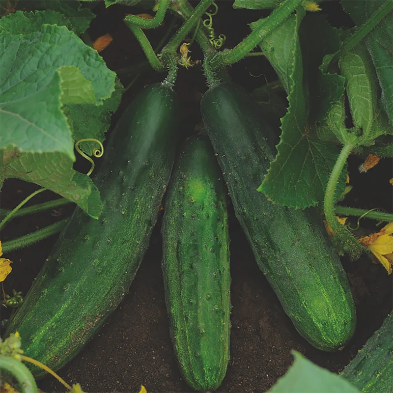 Variétés de concombres incontournables