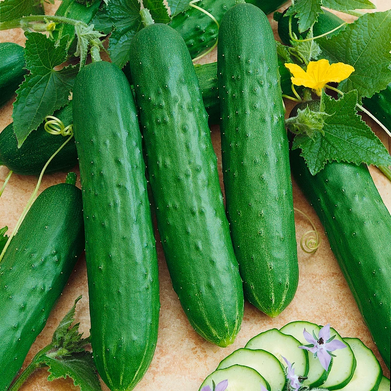 Variétés de concombres incontournables