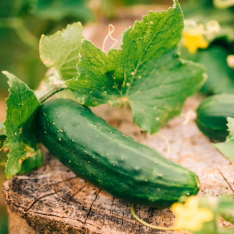 Variétés de concombres incontournables