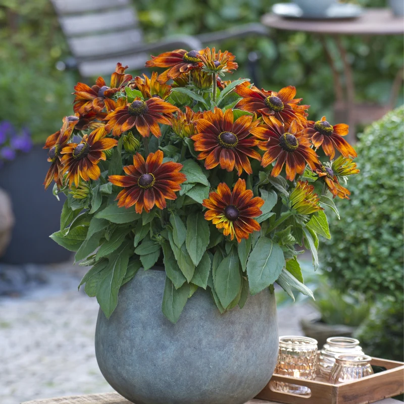 Rudbeckia hirta Sunbeckia® 'Sarah' – Rudbeckie 'Sarah'