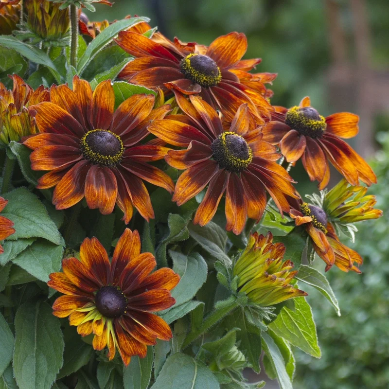 Rudbeckia hirta Sunbeckia® 'Sarah' – Rudbeckie 'Sarah'
