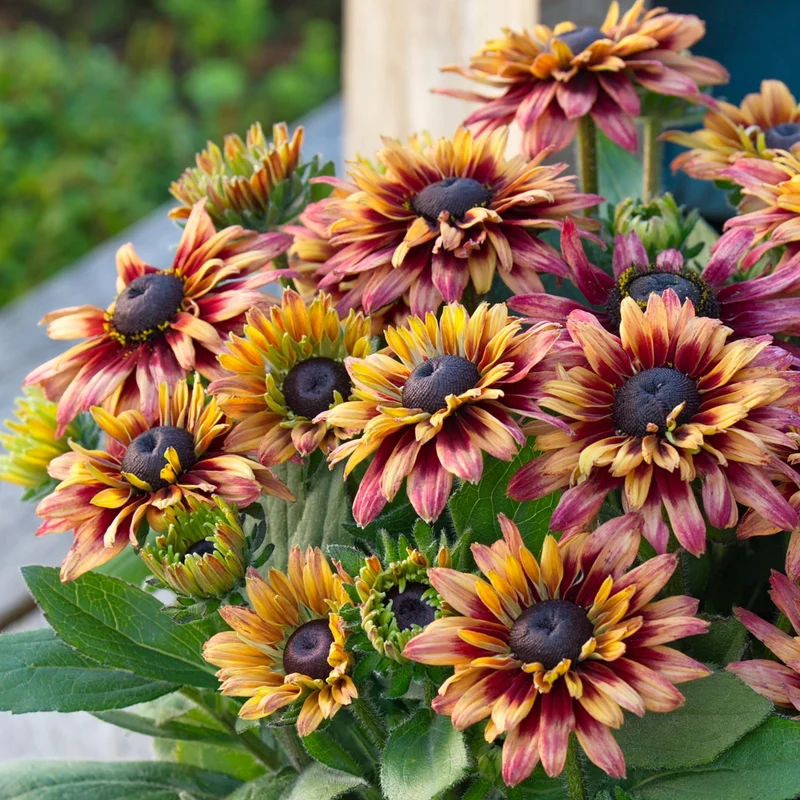 Rudbeckia hirta Sunbeckia® 'Graffiti Cherry' – Rudbeckie 'Graffiti Cherry'