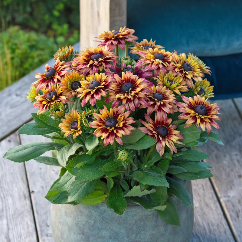 Rudbeckia hirta Sunbeckia® 'Graffiti Cherry' – Rudbeckie 'Graffiti Cherry'