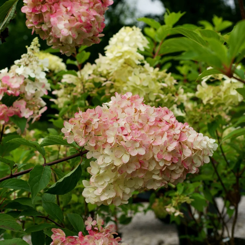 Hydrangea paniculata 'Phantom' - Hydrangée paniculée 'Phantom'