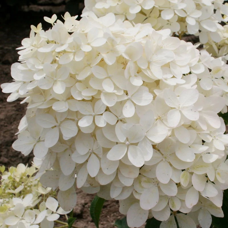 Hydrangea paniculata 'Phantom' - Hydrangée paniculée 'Phantom'