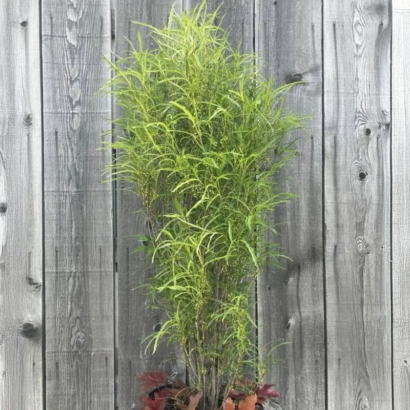Rhamnus frangula 'Straight Line' – Nerprun bourdaine 'Straight Line'
