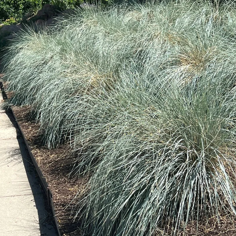 Helictotrichon sempervirens - Avoine bleue
