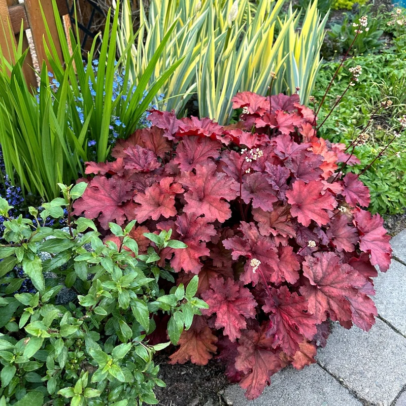 Heuchera CITY™ 'Rio' – Heuchère