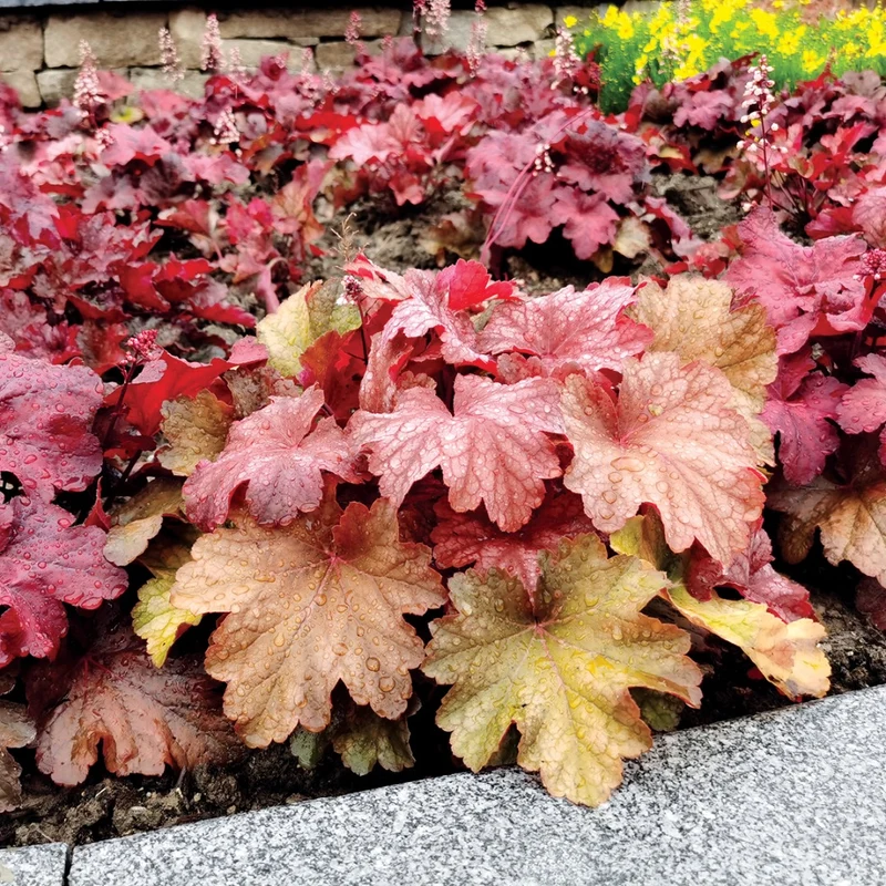 Heuchera CITY™ 'Rio' – Heuchère