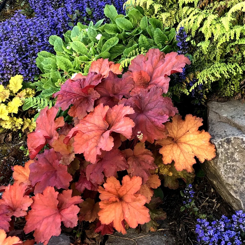 Heuchera CITY™ 'Rio' – Heuchère