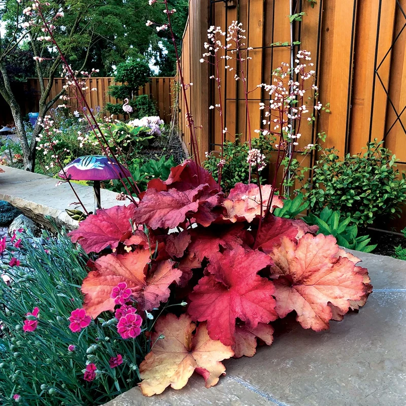 Heuchera CITY™ 'Rio' – Heuchère