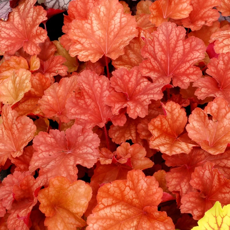 Heuchera CITY™ 'Rio' – Heuchère