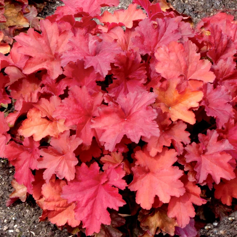 Heuchera CITY™ 'Rio' – Heuchère