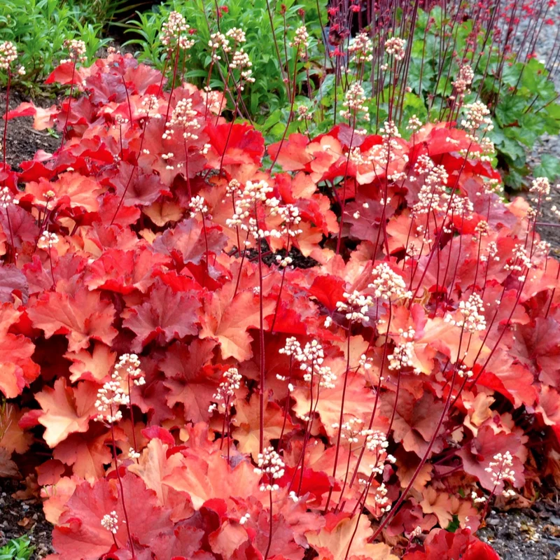 Heuchera CITY™ 'Rio' – Heuchère