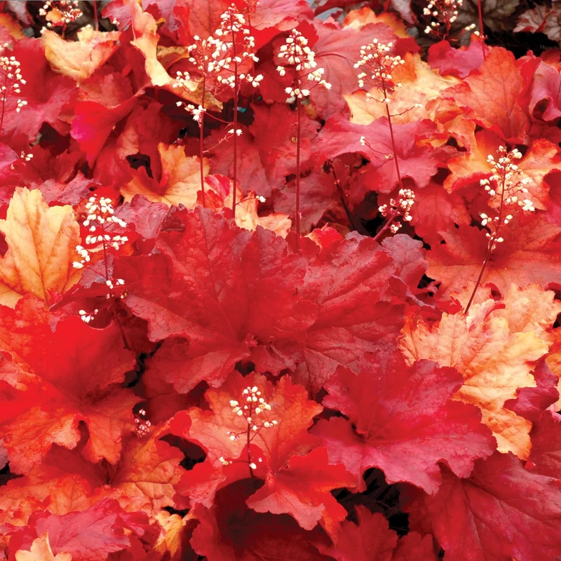 Heuchera CITY™ 'Rio' – Heuchère