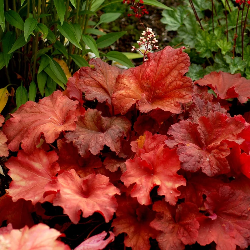 Heuchera CITY™ 'Rio' – Heuchère