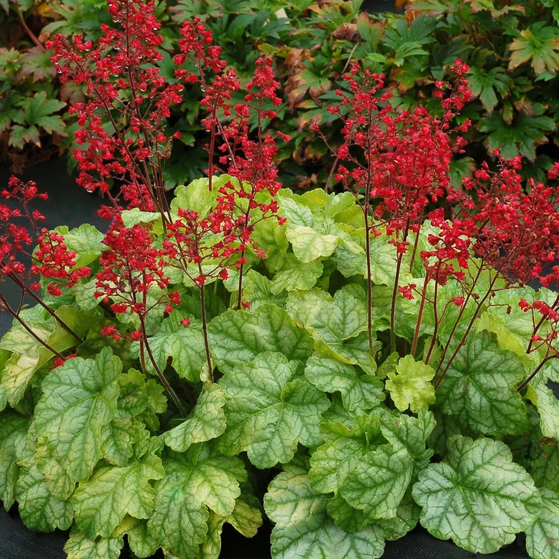 Heuchera CITY™ 'Tokyo' – Heuchère