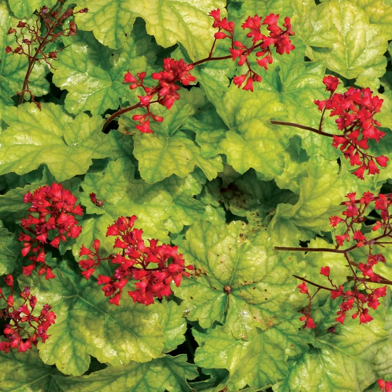 Heuchera CITY™ 'Tokyo' – Heuchère