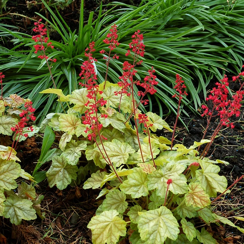 Heuchera CITY™ 'Tokyo' – Heuchère