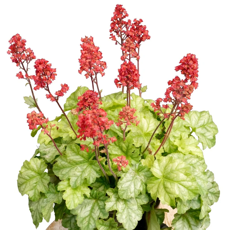 Heuchera CITY™ 'Tokyo' – Heuchère