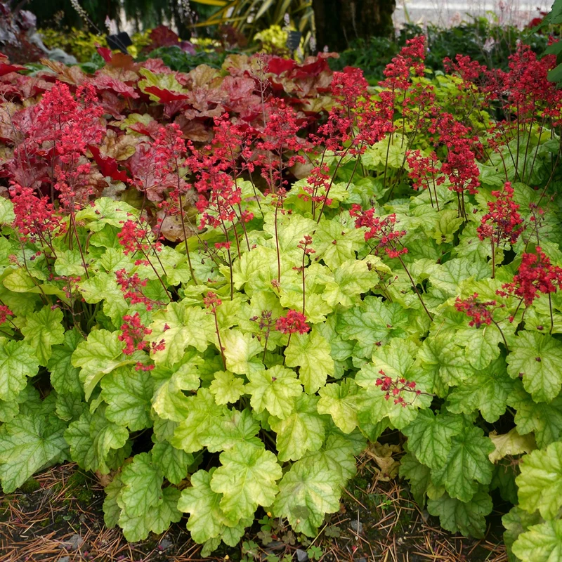 Heuchera CITY™ 'Tokyo' – Heuchère