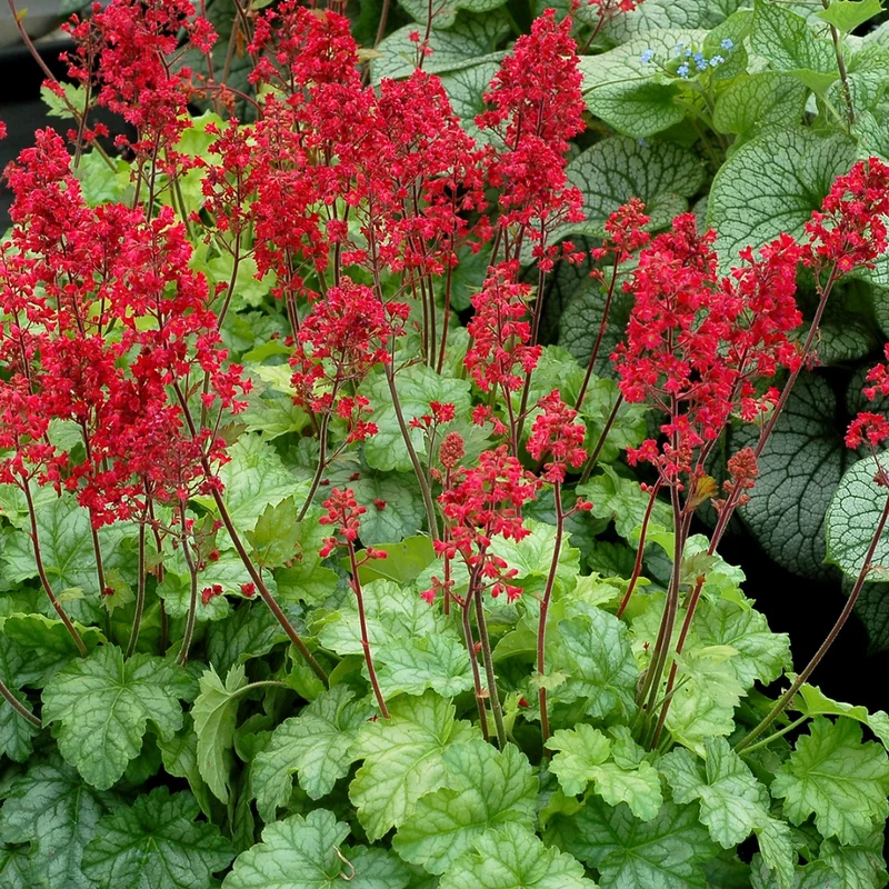 Heuchera CITY™ 'Tokyo' – Heuchère