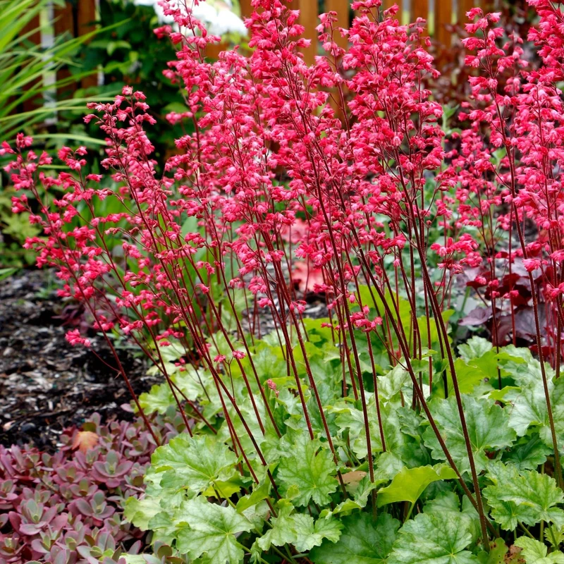 Heuchera CITY™ 'Paris' - Heuchère