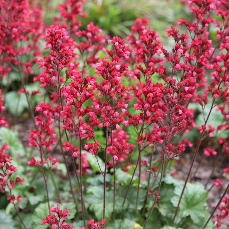 Heuchera CITY™ 'Paris' - Heuchère