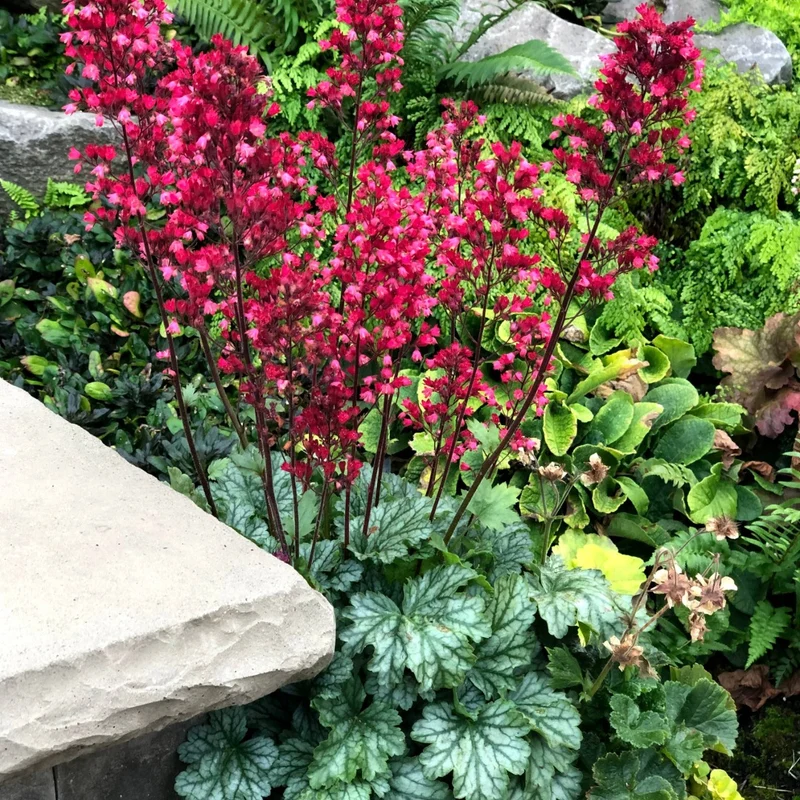 Heuchera CITY™ 'Paris' - Heuchère