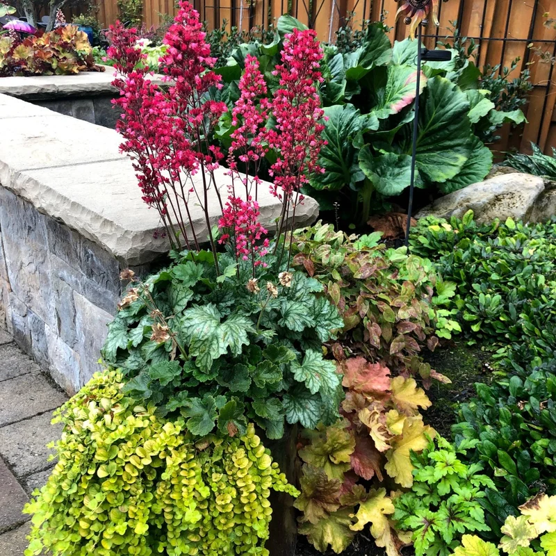Heuchera CITY™ 'Paris' - Heuchère