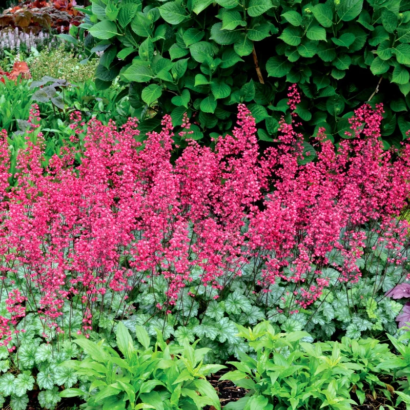 Heuchera CITY™ 'Paris' - Heuchère