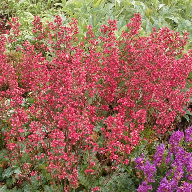 Heuchera CITY™ 'Paris' - Heuchère