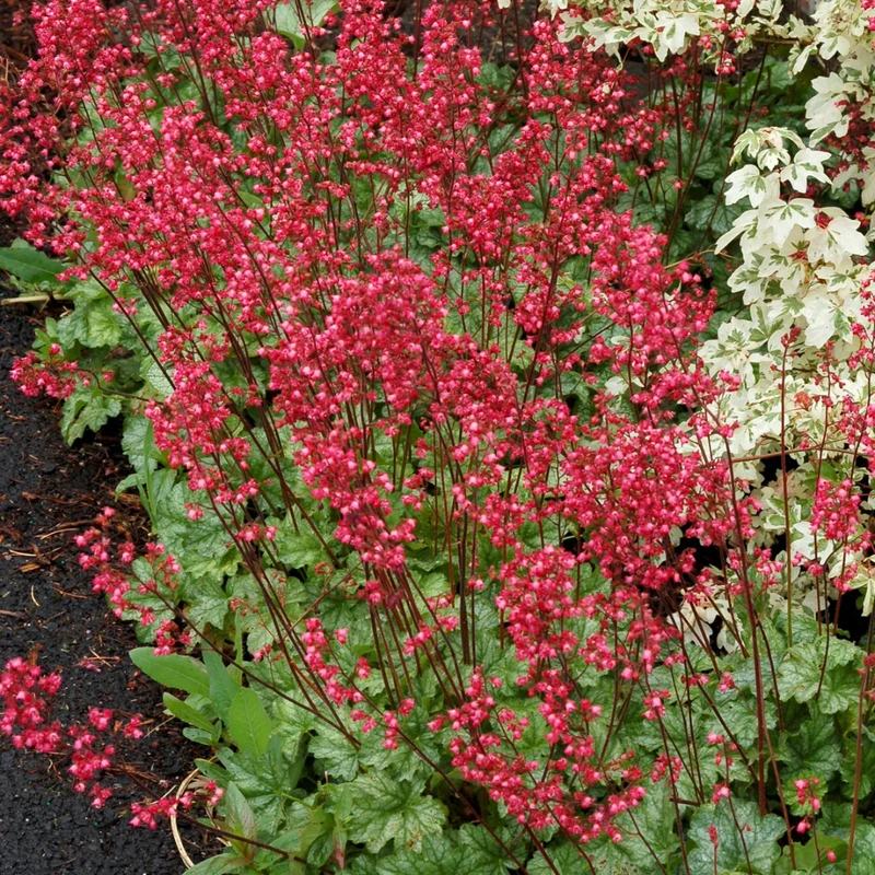 Heuchera CITY™ 'Paris' - Heuchère