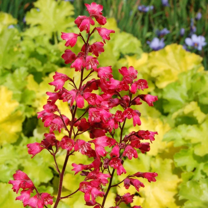 Heuchera CITY™ 'Paris' - Heuchère