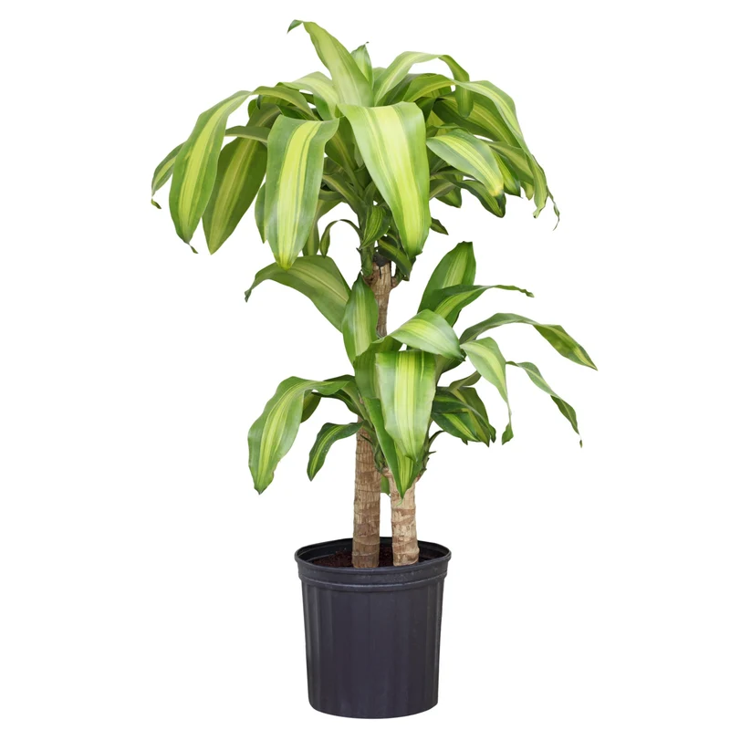 Dracaena fragrans 'Massangeana' - Dragonnier d'Afrique 'Massangeana'