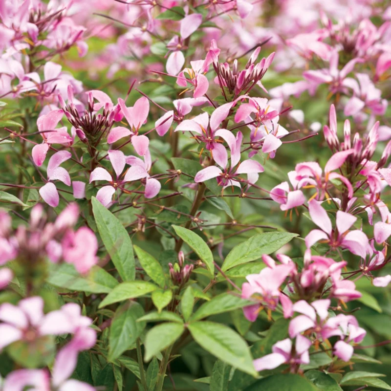 Cleome 'Senorita Rosalita' – Cléome 'Senorita Rosalita'