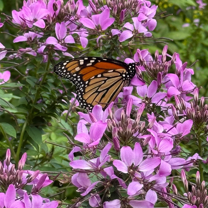 Cleome 'Senorita Rosalita' – Cléome 'Senorita Rosalita'