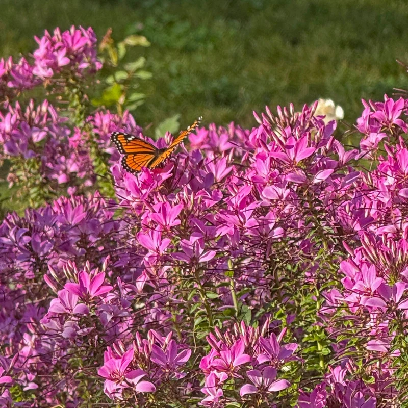 Cleome 'Senorita Rosalita' – Cléome 'Senorita Rosalita'