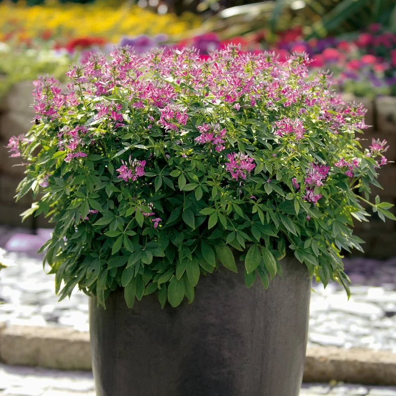Cleome 'Senorita Rosalita' – Cléome 'Senorita Rosalita'